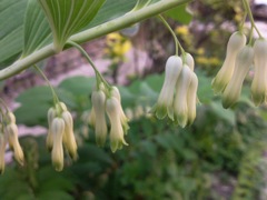 Tulipe (Tulipa)