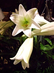 Lys Blanc (Lilium Candidum)