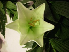 Lys Blanc (Lilium Candidum)
