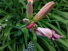 Feuilles de lys (lilium)