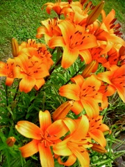 Lilium