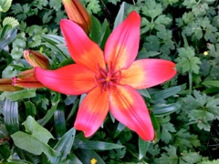 Pieds de tulipe (Tulipa)