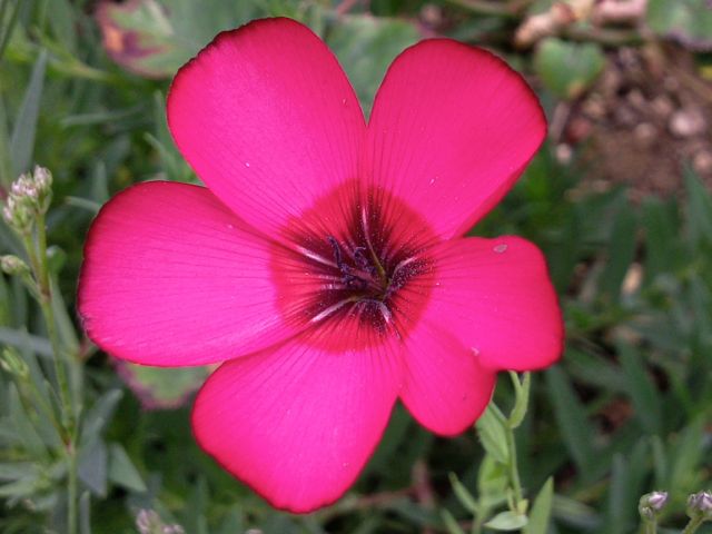Linum grandiflorum (Lin à grandes fleurs) - Face rouge