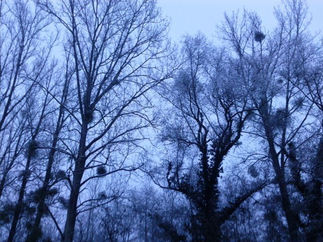 Viscum album (Gui) - Hiver