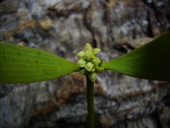 Fleur de gui