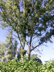Gui en été