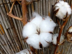 Coton (Gossypium)