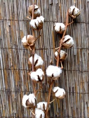 Coton (Gossypium)