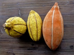 Graines de baobab