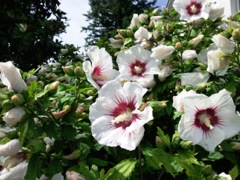 Althéa (Hibiscus syriacus)