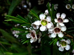 Wax Flower