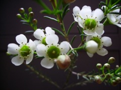 Wax Flower