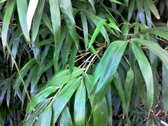 Sasa palmata (Bambou palmé) - Feuilles