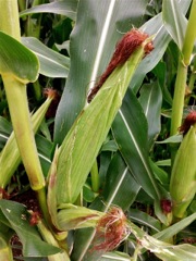 Maïs (Zea mays)
