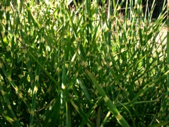 Miscanthus sinensis (Roseau de Chine) - Feuilles Panachées