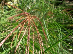 Blé (Triticum)