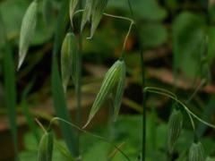 Epis de Blé