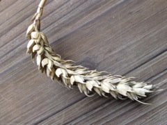 Canne à sucre (Saccharum)