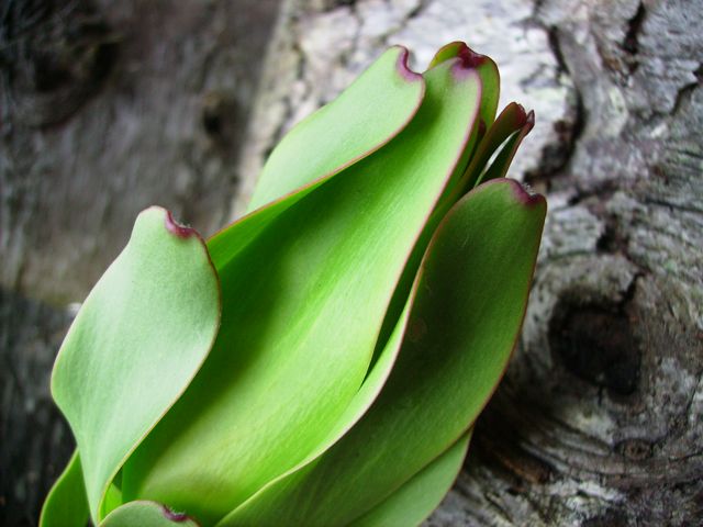 Leucadendron laureolum - Gros plan