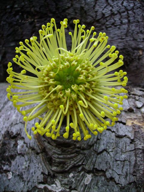 Leucospermum (Nutans) - Face