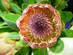 Protea eximia 'Sylvia' - Face