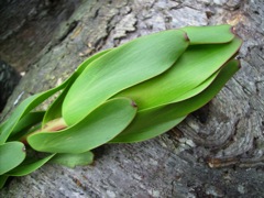 Leucadendron laureolum - Profil