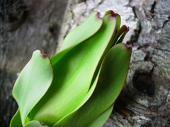 Leucadendron laureolum - Gros plan