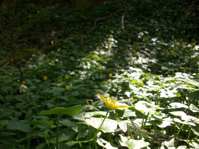 Ranunculus ficaria (Ficaire fausse renoncule) - Tapis
