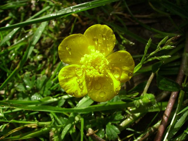 Ranunculus acris (Bouton d'or) - Face jaune