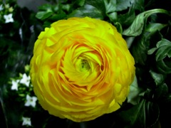 Renoncule asiatique (Ranunculus asiaticus)