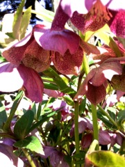 Ellébore de Corse (Helleborus argutifolius)