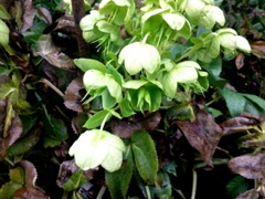Ficaire fausse renoncule (Ranunculus Ficaria)