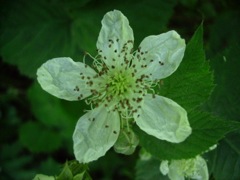 Rose jaune (Rosa)