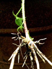 Ronce commune (Rubus fruticosus)