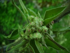 Aubépine (Crataegus monogyna)