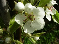 Cognassier du Japon (Chaenomeles japonica)