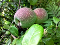 Fruit de l'églantier  (Rosa canina L.)
