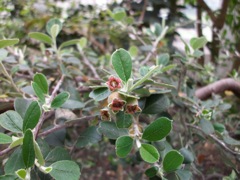 Couronne d'épines, aubépine