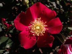 Rosa (Rose) - Rouge, face