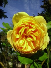 Rose jaune d'or