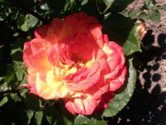 Rose ouverte