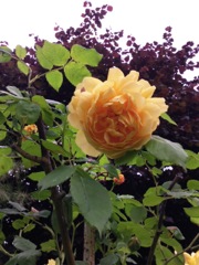 Rose de couleur champagne