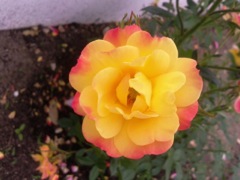 Rose de couleur flamme