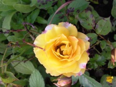 Rosier jaune au bords blancs