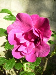 Rosier rugosa (Rosa rugosa)
