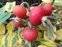 Rosa rugosa (Rose rugosa) - Fruits