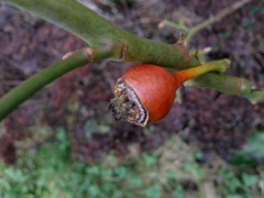 Fruit du rosier