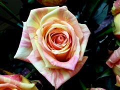 Rose pastel panaché