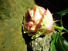 Rose au bords verts
