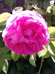 Rose au soleil